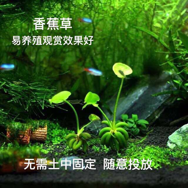Freshwater Perfume Coke Lazy Live Watching Aquarium Body Water Plant Floating Floating No CO2