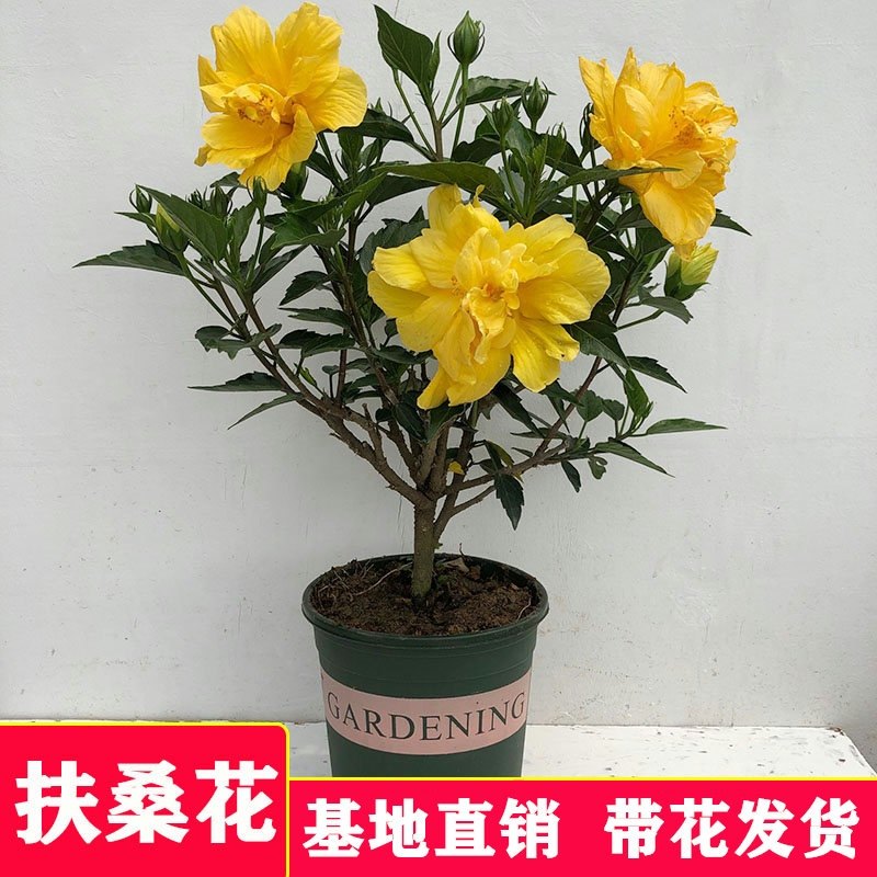 扶桑花壁纸图片 发型图片