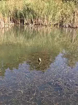 Seven-star drifting line set set Chaotianhook high sensitivity short-tailed stand drift-free full set of finished product line group traditional l