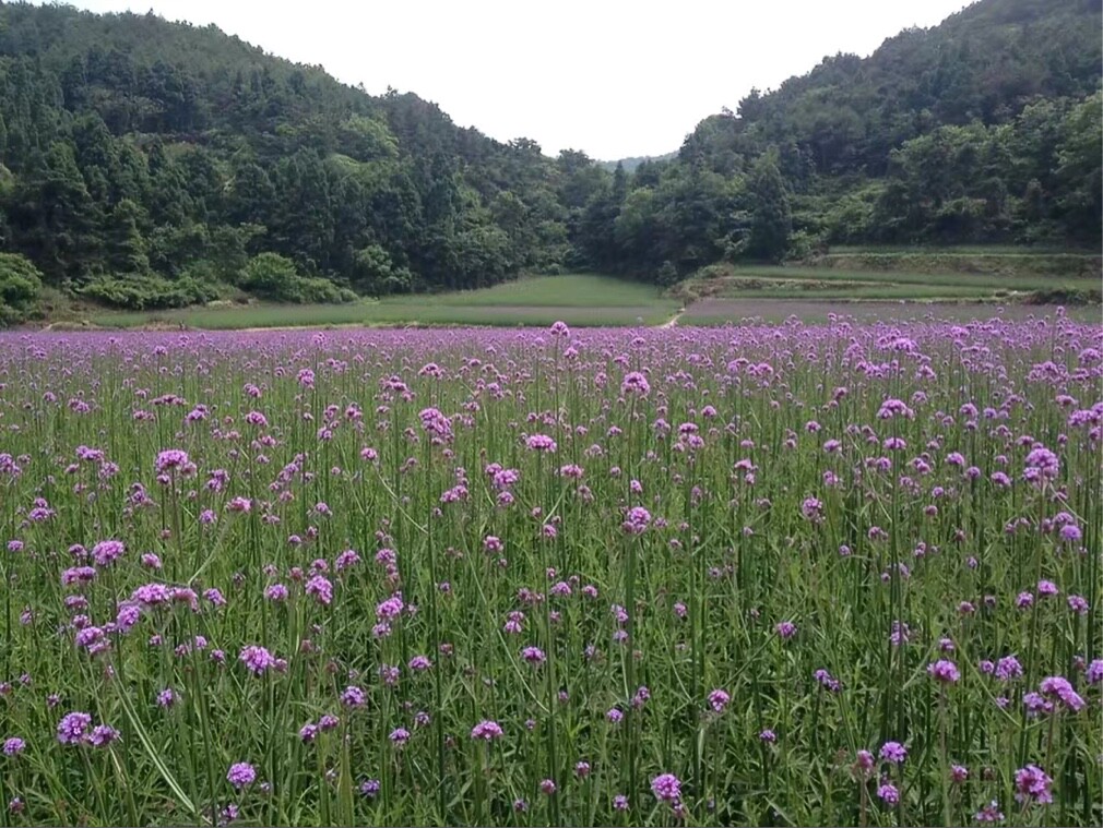 爱打扮(www.idaban.cn)，山沟沟的麻雀