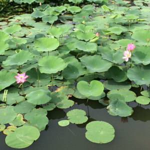 爱打扮(www.idaban.cn)，最爱茉莉芬芳