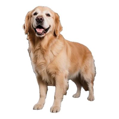 Orijen/原始猎食渴望小型犬