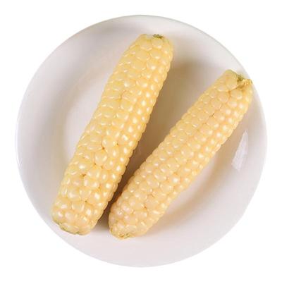 5斤 云南西双版纳拇指小玉米新鲜傣家香糯小手指迷你袖珍儿童玉米