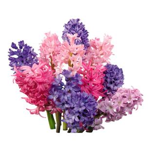 海蒂的花园风信子球根花卉阳台花园盆栽地栽芳香花卉植物盆栽种球