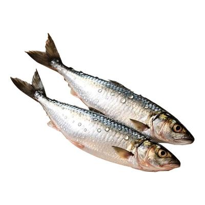 嗒莎熊俄式熏鱼整条鲱鱼冷熏生熏鱼姐同款咸鱼整条即食顺丰包邮