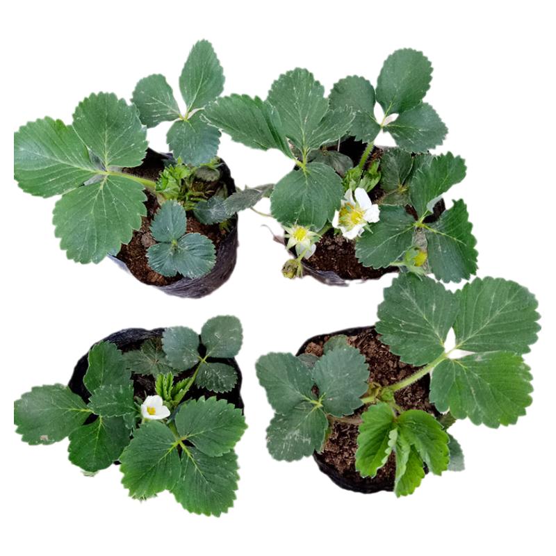 四季盆栽草莓苗室外南方带盆果树