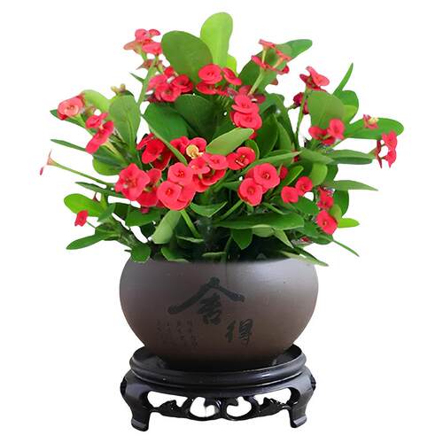 铁海棠盆栽带花发货室内绿植盆景