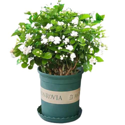 茉莉花盆栽带花苞浓香型好养花卉