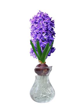 风信子种球粉色四季耐寒易活冬季桌面盆栽水培植物蓝色春季玻璃瓶