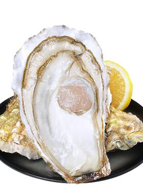 贝司令乳山生蚝鲜活绿色食品带箱10斤大号蚝王牡蛎活鲜海蛎子海鲜