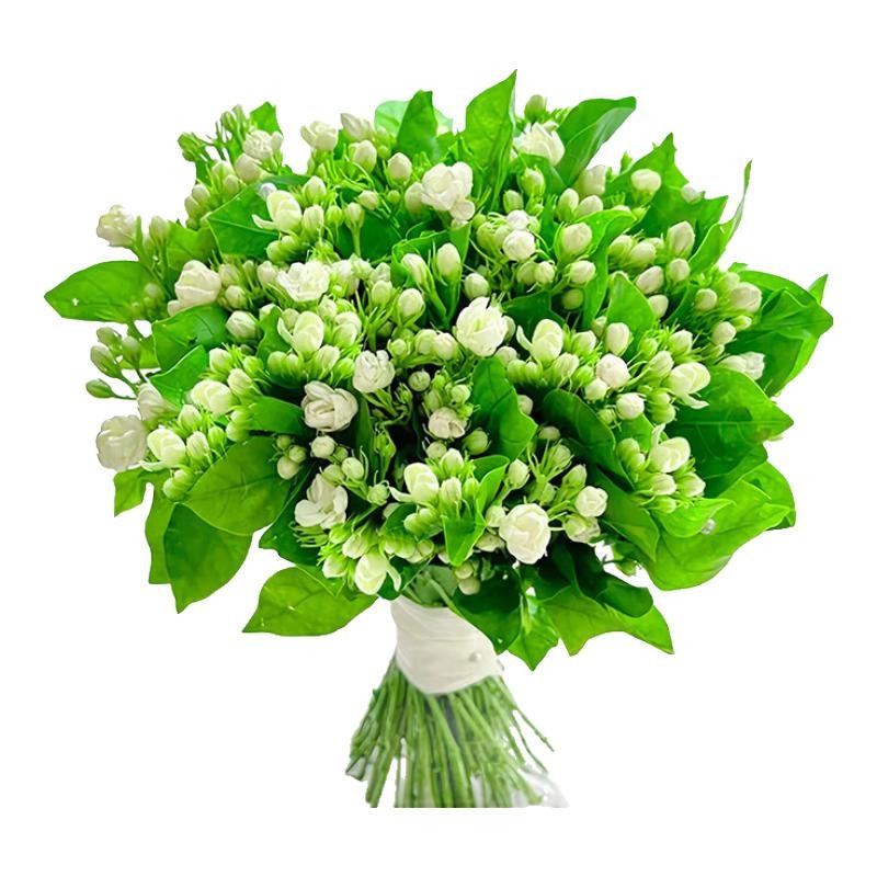 ڲ110֦35-45cm/ ˮ໨ֲ9.9Ԫ