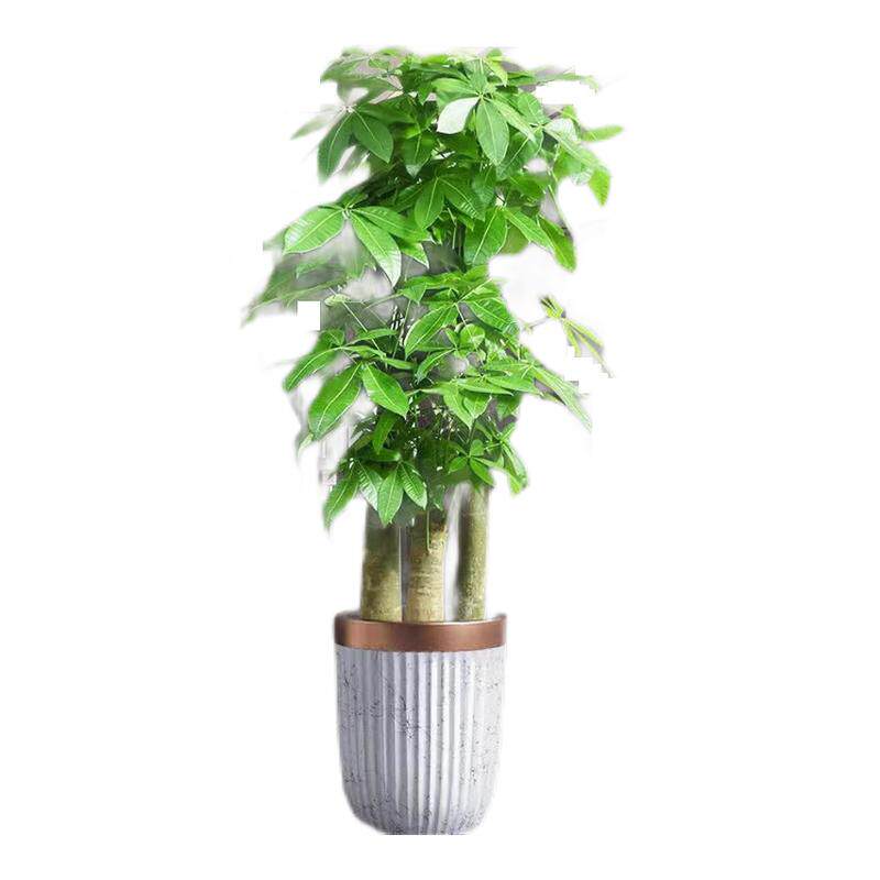 送货上门 步步高发财树三杆大盆栽大型绿植乔迁新居室内开业送礼