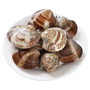 鲜活蛤蜊海捕无沙超大特大花蛤文蛤非黄蚬子花甲贝类海鲜美贝包活