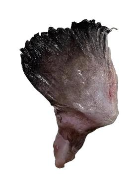 新鲜安康鱼翅膀冷冻鱼翅鱼鳍安康鱼鲜活深海鱼翅海鲜水产整箱批发