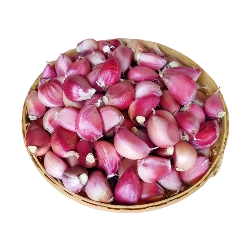 正宗红根紫皮蒜苗蒜瓣种反复采摘