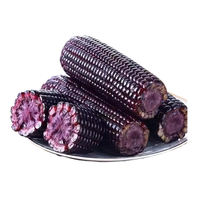黑糯玉米东北黑玉米真空装新鲜加热即食礼盒大棒苞米黄粘玉米