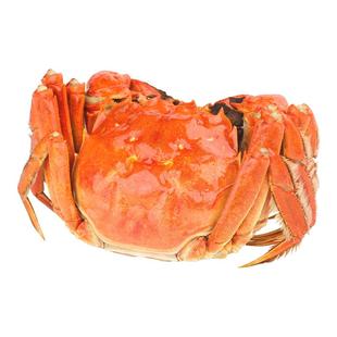 活蟹大闸蟹螃蟹鲜活6-10只全母阳澄礼盒湖鲜河蟹红膏蟹官方旗舰店