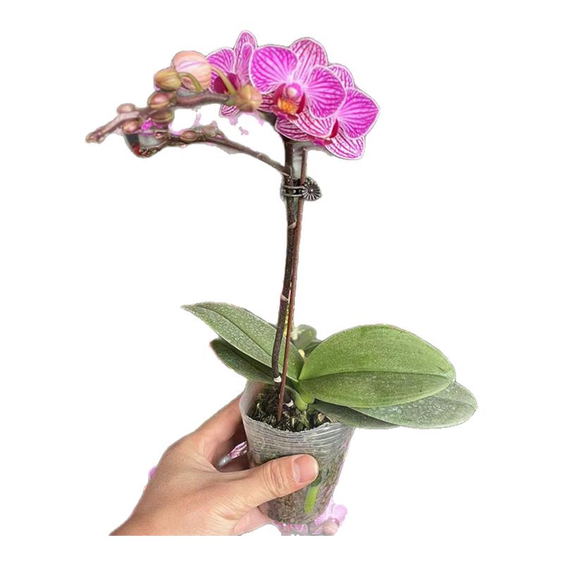 蝴蝶兰兰花盆栽带花花苗年宵花图片