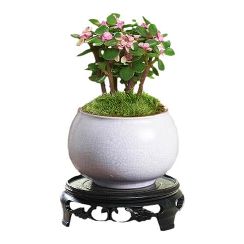 金枝玉叶盆栽多肉植物桌面盆栽