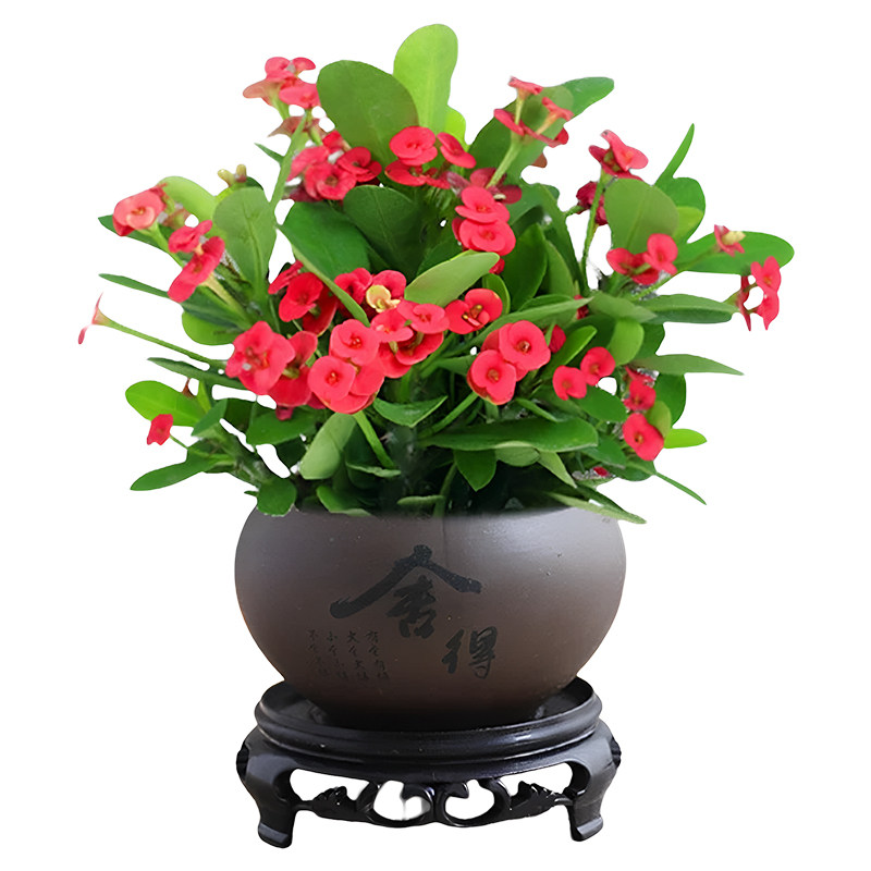 铁海棠盆栽带花发货虎刺梅四季庭院室内小绿植阳台花卉植物盆景