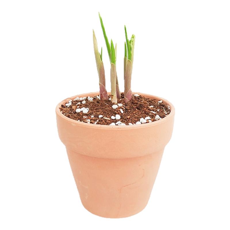 种满鲜花荷兰进口铃兰种球花苗室内办公室多年生耐寒好养盆栽花卉