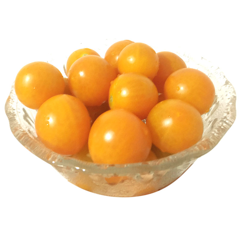 日本小黄柿子籽黄色圣女果小番茄