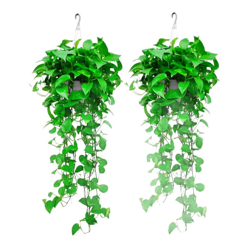 长藤款绿萝壁挂绿植室内盆栽垂吊