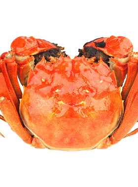 活蟹红膏螃蟹大闸蟹鲜活全母海鲜水产6-10只阳澄河蟹官方旗舰湖蟹