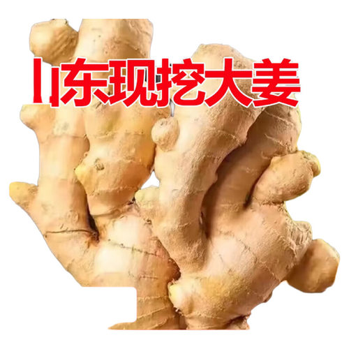 山东生姜大姜老姜现挖土新鲜蔬菜山东大姜农家月子姜风干姜鲜姜