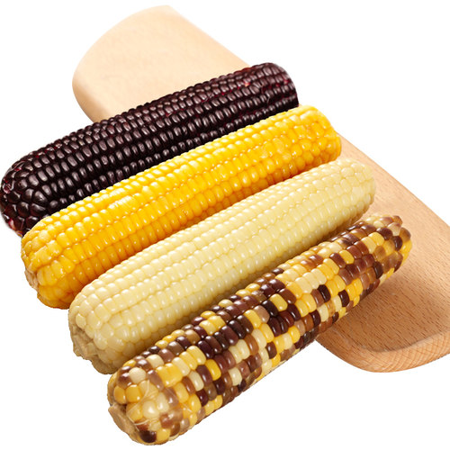 新鲜真空有机甜玉米白黑黄彩可选