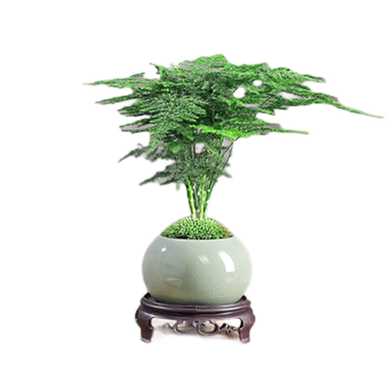 文竹盆栽办公室内桌面绿植适合懒人养的四季常青好养禅意植物盆景