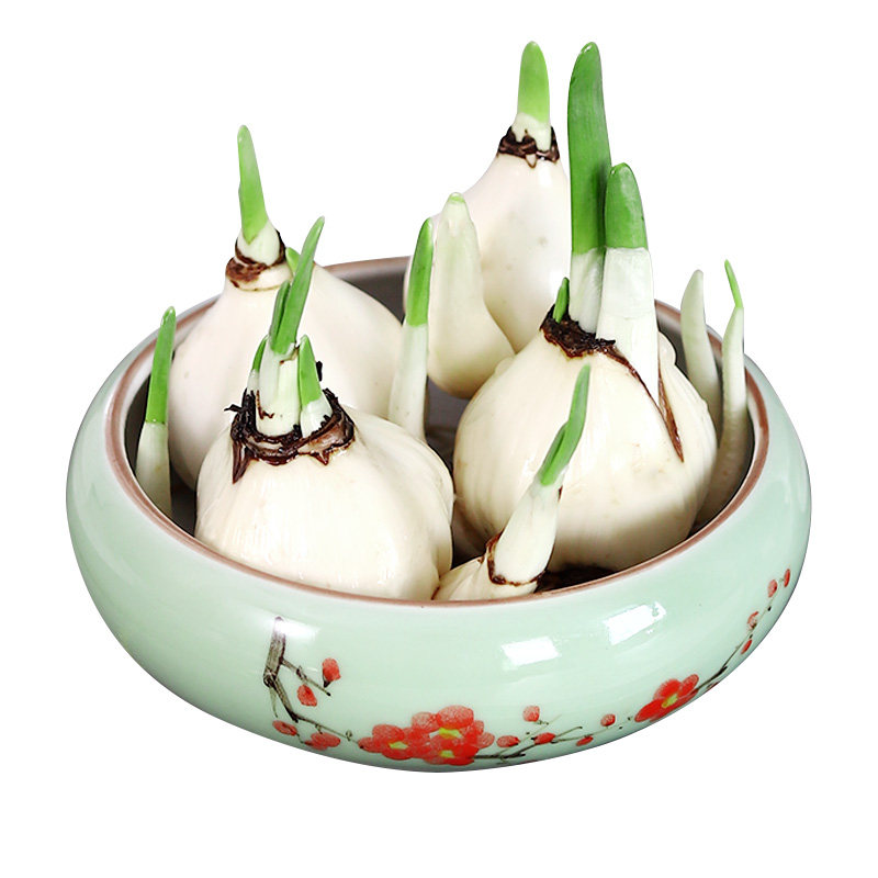 正宗漳州水仙花种球水养特大球水培盆栽室内冬季耐寒好养开花花卉