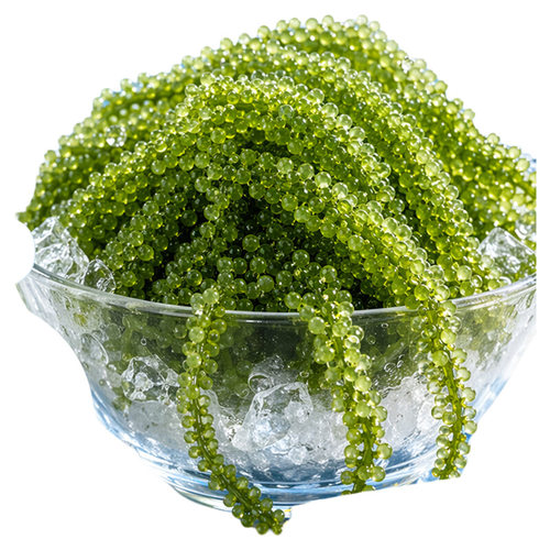 海葡萄儿童即食鱼子酱海带草丝海藻裙带菜新鲜盐渍绿色寿司