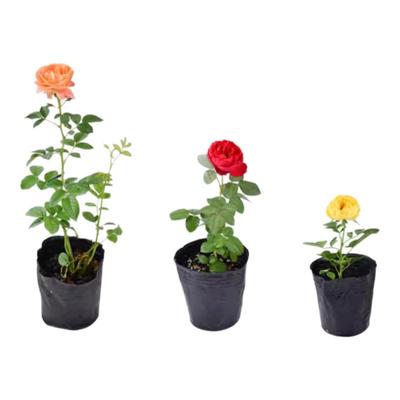 藤本月季花苗小特大卉绿植