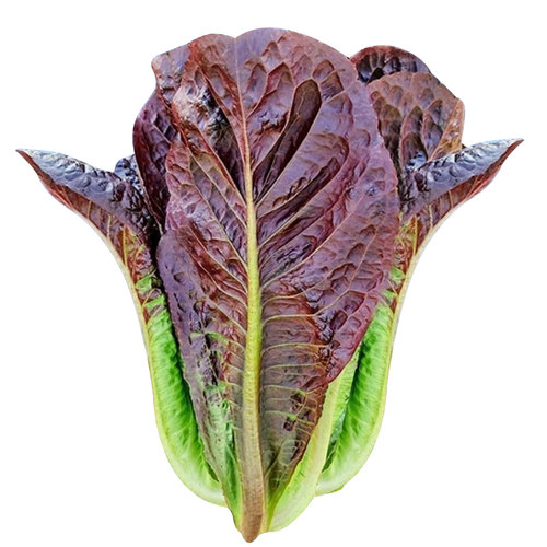 直立紫罗马生菜种子紫孔雀生菜种籽春四季阳台盆栽蔬菜意大利种孑