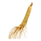 巧天然长白山人参鲜人参110g全须整根人参酒浸保鲜参泡酒煲汤专用