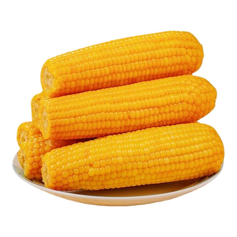25年东北玉米真空包装非转基因黄糯玉棒早餐代餐粘玉米熟黏玉米