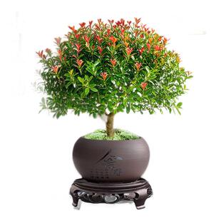 小叶赤楠老桩盆栽客厅桌面盆栽植物室内阳台四季 好养植物绿植盆栽