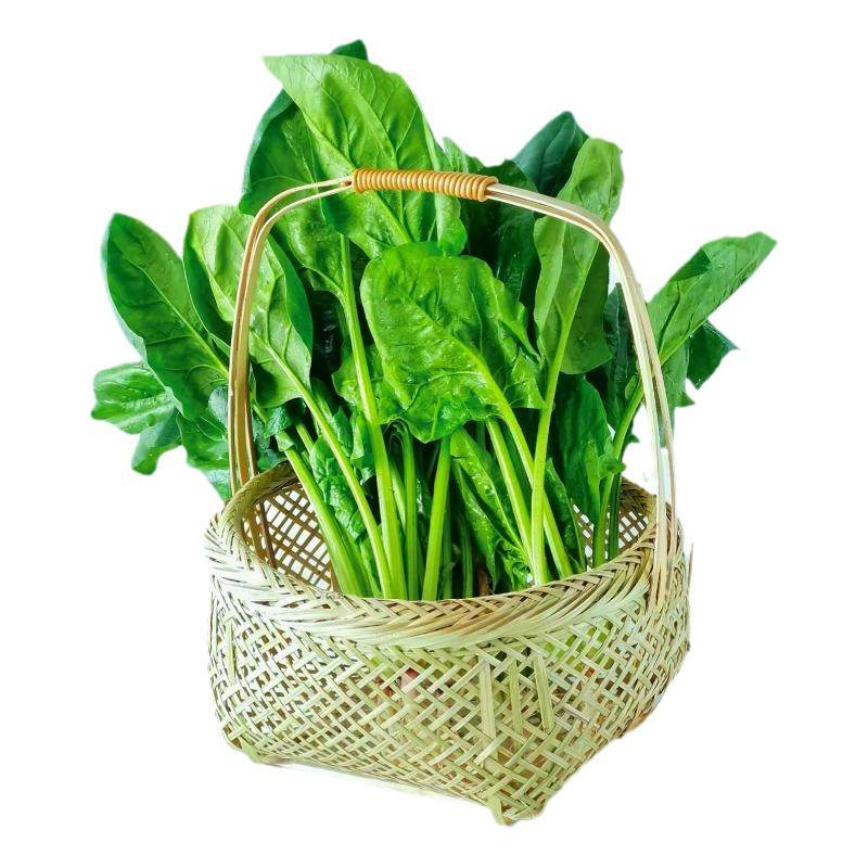 大叶菠菜种子大全四季耐寒可越冬本地小叶菠菜籽种秋冬季蔬菜种孑