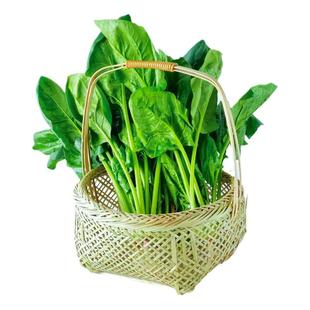 大叶菠菜种子大全四季耐寒可越冬本地小叶菠菜籽种秋冬季蔬菜种孑