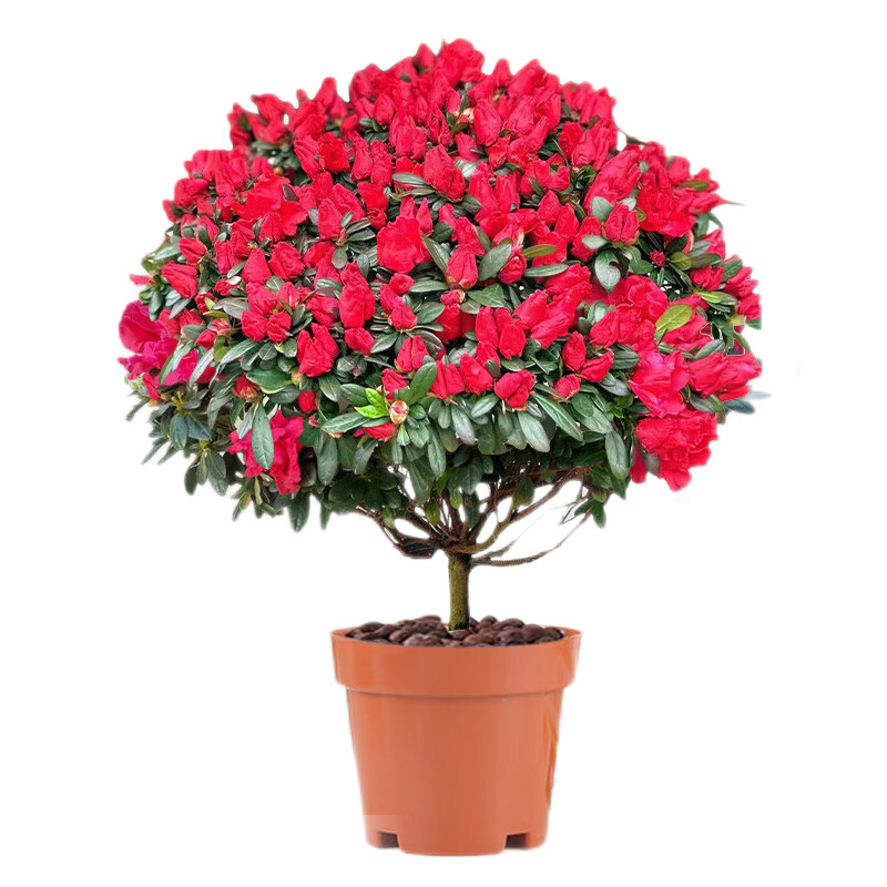 杜鹃花苗盆栽带花苞发货四季好养植物大棵花苗阳台室内绿植花卉,鲜花速递/花卉仿真/绿植园艺,时令草本花卉,淘宝优惠券,粉丝福利购,淘宝优惠卷