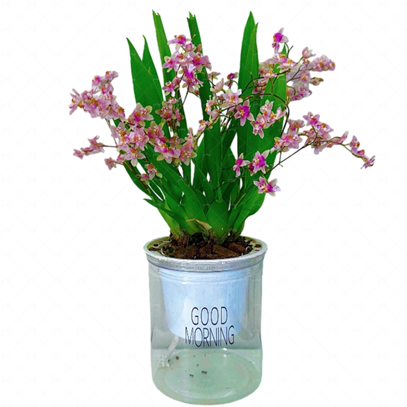 梦香兰文心兰花浓香型绿植盆栽植物石斛室内阳台客厅开花桌面好养