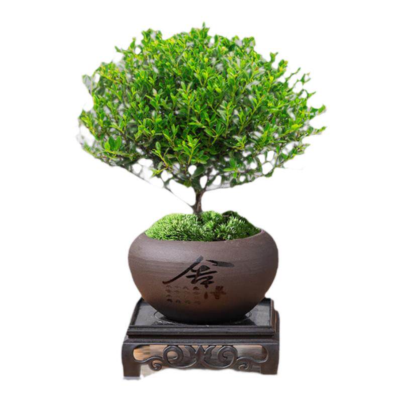 小叶赤楠老桩盆栽迷你植物花卉办公室内桌面小绿植好养四季盆景