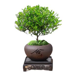 小叶赤楠老桩盆栽迷你植物花卉办公室内桌面小绿植好养四季盆景