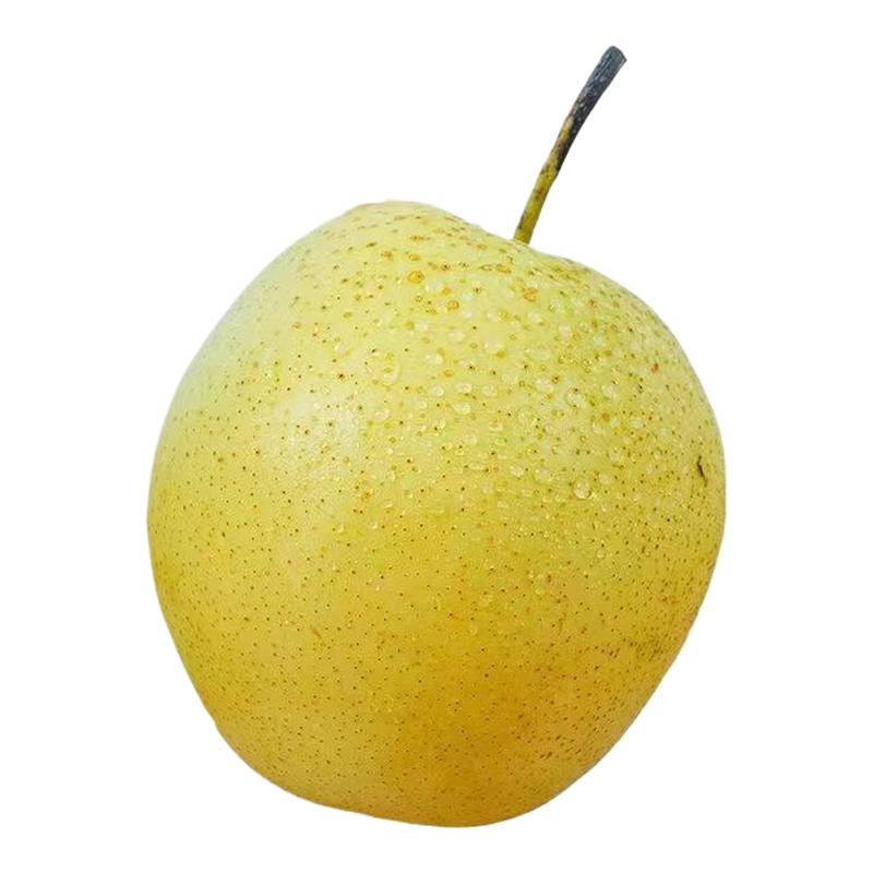 河北正宗雪梨新鲜雪花梨应季水果冰糖雪梨新鲜梨子批发