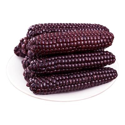 紫色拇指黑玉米真空即食
