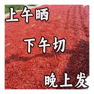 无盐 去籽干红辣椒段 特香微辣 精品河南新一代 三樱天鹰产地直发