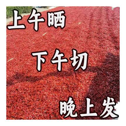 无盐 去籽干红辣椒段 特香微辣 精品河南新一代 三樱天鹰产地直发