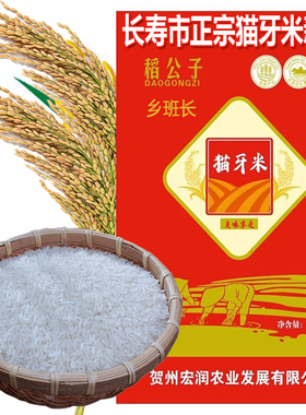 2025年新米正宗猫牙米超长粒香米丝苗象牙大米5斤10煲仔饭蛋炒饭