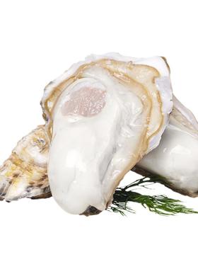 贝司令乳山生蚝鲜活到家5斤带箱新鲜海鲜海蛎子牡蛎肉绿色食品